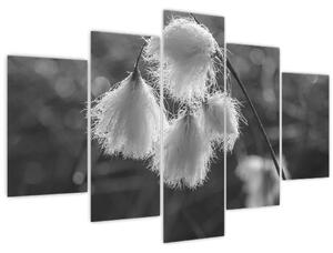 Kép - Cottongrass (150x105 cm)