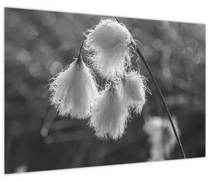 Kép - Cottongrass (90x60 cm)