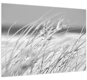 Kép - Strandfű (70x50 cm)