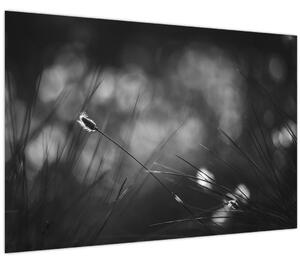 Kép - Mezei fű (90x60 cm)