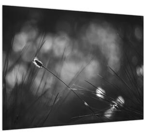 Kép - Mezei fű (70x50 cm)