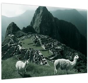 Kép - Lámák a perui Machu Picchunál (70x50 cm)