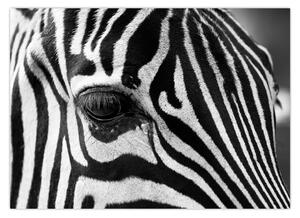 Zebra képe (70x50 cm)