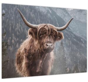 Kép - Highlander tehén (70x50 cm)