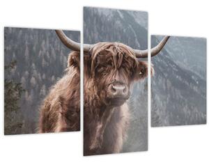 Kép - Highlander tehén (90x60 cm)