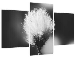 Kép - Fekete-fehér pamutfű (90x60 cm)