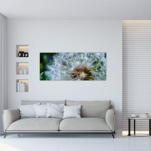 Elvirágzott pitypang képe (120x50 cm)