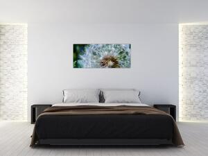 Elvirágzott pitypang képe (120x50 cm)