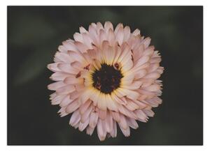 Narancsságra virág képe (70x50 cm)