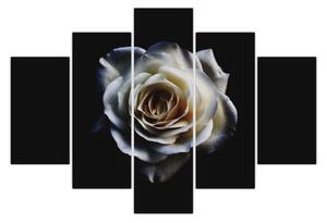 Fehér rózsa képe (150x105 cm)