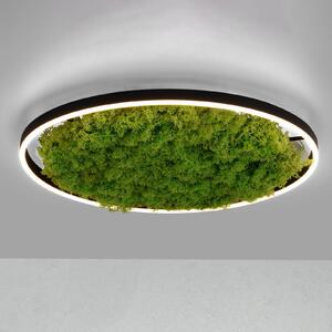 JUST LIGHT. GmbH LED mennyezeti lámpa Zöld Ritus, moha, fényerőszabályzó Ø58.5cm, dimmelhető, Zöld, Nappali / Étkező, Modern