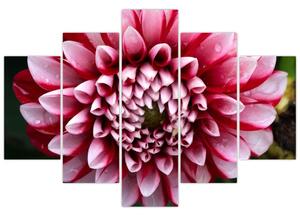 Rózsaszín dália képe (150x105 cm)