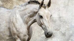 Fotótapéta - Egy ló (152,5x104 cm)