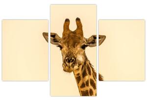 Egy zsiráf képe (90x60 cm)
