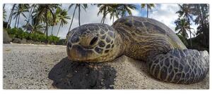 A teknős képe (120x50 cm)