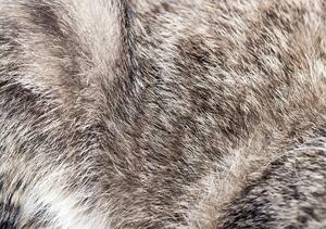 Fotótapéta - Macska szőr (152,5x104 cm)