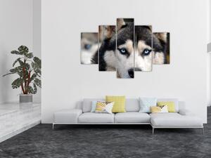 Husky kutya kép (150x105 cm)