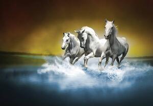 Fotótapéta - Fehér ló vágtat a vízen (152,5x104 cm)