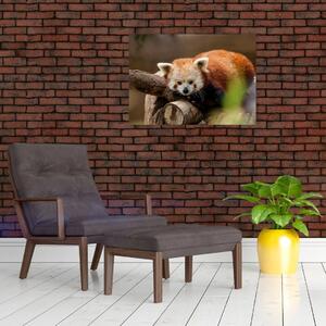 Vörös panda képe (70x50 cm)