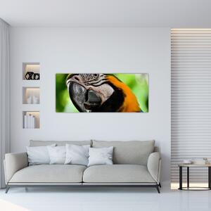 Papagáj képe (120x50 cm)