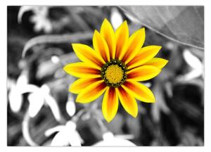 Sárga virágok képe (70x50 cm)