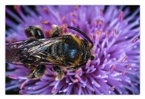 Méh a virágon képe (90x60 cm)