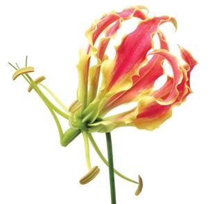 Fotótapéta - Virág (152,5x104 cm)