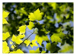 Kép - juhar levelek (70x50 cm)
