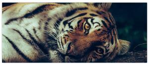 Kép - Szibériai tigris (120x50 cm)