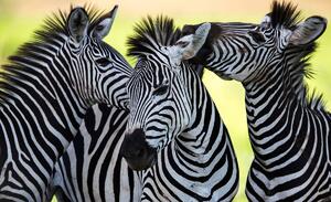 Fotótapéta - Három vidám Zebra (152,5x104 cm)