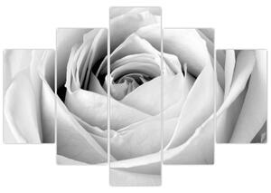 Kép - Rózsa virág részlete (150x105 cm)
