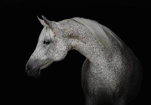 Fotótapéta - Fehér Ló (152,5x104 cm)