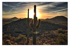 Kép - kaktuszok a napon (90x60 cm)