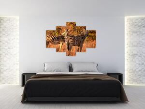 Zebrák képe (150x105 cm)