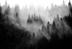 Fotótapéta - Erdő a ködben (152,5x104 cm)