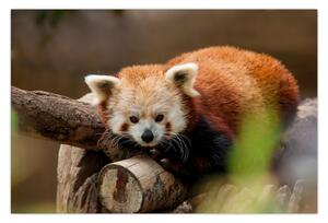 Vörös panda képe (90x60 cm)