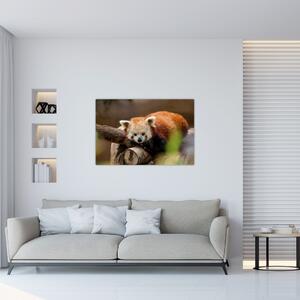 Vörös panda képe (90x60 cm)