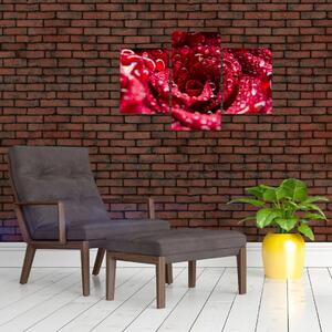 Vörös rózsa virágzata képe (90x60 cm)