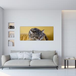 Macska a kanapén képe (120x50 cm)