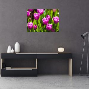Tulipánok a réten képe (70x50 cm)