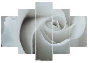 Kép - Fehér rózsa (150x105 cm)