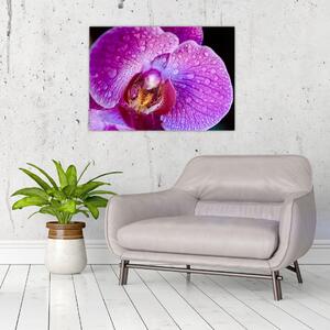 Részletes kép az orchidea virágról (70x50 cm)