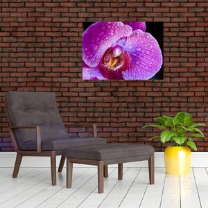 Részletes kép az orchidea virágról (70x50 cm)