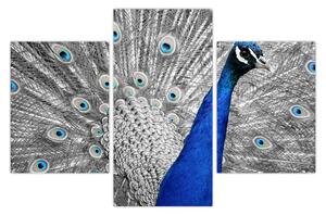 Kék páva képe (90x60 cm)