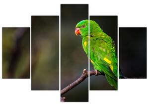 Papagáj egy ágon képe (150x105 cm)