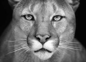 Fotótapéta - Nőstény oroszlán (152,5x104 cm)