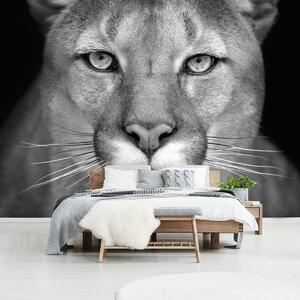 Fotótapéta - Nőstény oroszlán (152,5x104 cm)