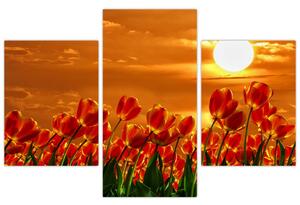 Kép egy virágzó mező tulipánokkal (90x60 cm)