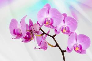 Fotótapéta - Orchidea (152,5x104 cm)