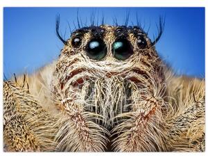 A pók részletének képe (70x50 cm)